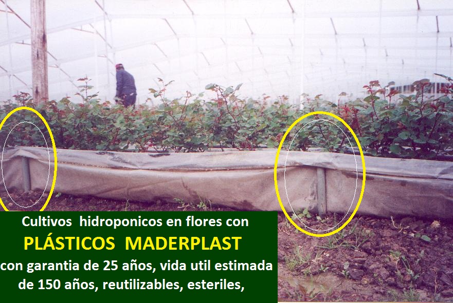 hidroponía manual cultivos hidropónicos flores hidropónicas cultivo tecnificado flor de corte bajo invernadero cultivos hidropónico tecnificado plásticos maderplast bandejas camas recipiente 02 hidroponía manual cultivos hidropónicos flores hidropónicas cultivo tecnificado flor de corte bajo invernadero cultivos hidropónico tecnificado plásticos maderplast bandejas camas recipiente 02